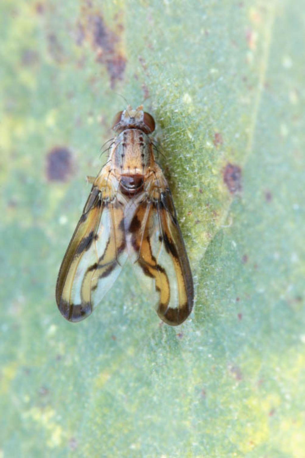 Tephritidae? No, Pallopteridae: Toxoneura muliebris